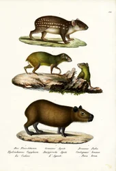 Capibara, 1824